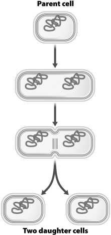 With the possible exception of mutation, the two daughter cells produced in the illustration below are identical to one another.