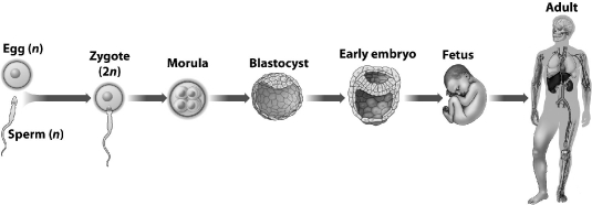 <strong>The illustration below shows the developmental sequence leading to an adult human. Every step, except one, requires that mitosis occur; the one exception is </strong> A)fetus to adult. B)zygote to morula. C)blastocyst to embryo. D)egg and sperm to zygote.