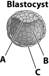 <strong>In the illustration below, which letter correctly identifies the inner cell mass? </strong> A)A B)B C)C D)The inner cell mass is not labeled in this illustration.
