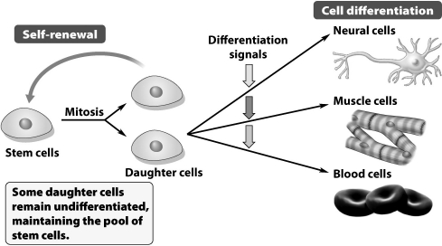 <strong>What term(s)would describe the stem cell depicted in the illustration below? </strong> A)totipotent or pluripotent B)multipotent or unipotent C)totipotent or multipotent D)hemipotent or unipotent