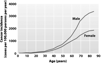 <strong>Examine the graph below. This graph shows that the</strong> A)rate of cancer diagnosis increases for both genders with increasing age. B)mortality rate for cancer increases more rapidly in older men than in older women. C)probability of acquiring cancer for both genders becomes greater than 50 percent after age 80. D)majority of individuals living to age 80 or beyond will be diagnosed with cancer.