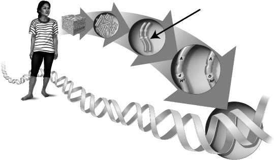 <strong>The black arrow in the image below indicates the biological unit of inheritance. These structures contain a(n) </strong> A)protein molecule surrounded by many DNA molecules. B)RNA molecule surrounded by phospholipids. C)RNA molecule that forms a complex with many packaging proteins. D)DNA molecule that forms a complex with many packaging proteins.