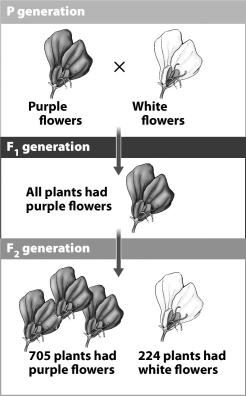 <strong>The figure below shows three generations in one of Mendel's experiments. According to the data in this figure, Mendel's F₂ generation contains many more purple flowers than white flowers. Which of the following is the best explanation of this observation? </strong> A)Three-quarters of the offspring must receive the white allele. B)The chance of an individual offspring receiving a white allele is only 25 percent. C)The probability of any individual offspring receiving a copy of the purple allele is 3:1. D)The white allele is only dominant in about 25 percent of the offspring that inherit it.