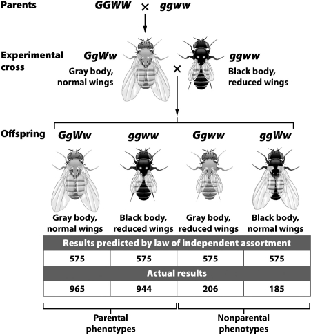 The actual results in the experiment depicted in the figure below differ significantly from the expected results predicted by Mendel's laws because the gene for body color and the gene for wing length