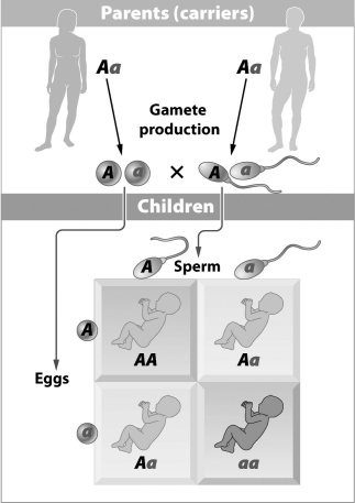 <strong>The parents in the figure below are carriers of a genetic disorder. Based on the Punnett square, the allele that causes the disorder must A)</strong> A)be autosomal. B)be sex-linked. C)be incompletely dominant. D)result from the linkage of A and