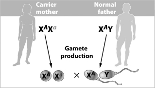 <strong>Which of the following is true of the cross shown in the figure below? </strong> A)All of their daughters will be carriers. B)Their sons have a 50 percent chance of being carriers. C)Their sons have a 50 percent chance of having the disorder. D)Their daughters have a 50 percent chance of having the disorder.