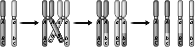 The diagram below depicts the process of translocation.