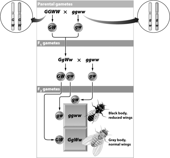 Some of the F₂ gametes involved in the cross below formed as a result of crossing-over.