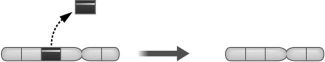 The diagram below demonstrates what happens during a change in chromosomal structure known as a deletion.