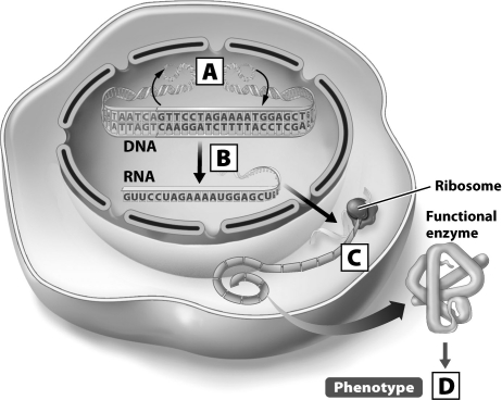 <strong>Where in this diagram of the flow of genetic information of the cell would translation occur? </strong> A)A B)B C)C D)D