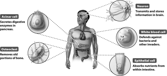 <strong>What is not true of the five different cell types from the individual shown in the figure below? </strong> A)They have the same DNA sequence. B)They contain the same genes. C)They express the same genes at the same time. D)They have the same housekeeping genes.