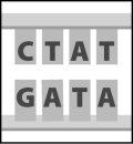 <strong>This figure shows a short sequence of DNA. During DNA replication, the piece of DNA depicted below will produce </strong> A)one single-stranded molecule with the sequence CTAT. B)two single-stranded molecules with the sequence GATA. C)one single-stranded molecule with the sequence CTAT and a separate single-stranded molecule with the sequence GATA. D)two double-stranded molecules that look just like the image above.