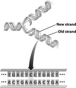 <strong>The figure below illustrates DNA undergoing replication. The region indicated by the arrow in this image represents a </strong> A)single base pair. B)mismatch error. C)mutation. D)transformation.