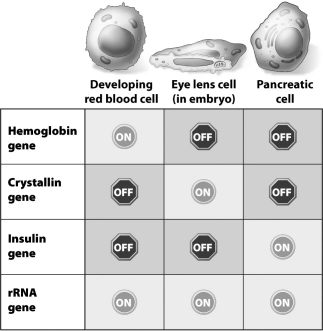 <strong>The table below shows which of these four genes are on or off in three different cell types. Why is the expression of the rRNA gene so different from the expression of the other genes in the table?</strong> A)rRNA is required for the proper functioning of all cells, but the products of the other genes are only essential to the function of one cell type. B)rRNA is easier to produce than the products of the other genes. C)The rRNA gene is found in the genomes of all three cell types, but the other genes are only found in the genomes of their specific cell type. D)rRNA is needed at all stages of the cell cycle, but the products of the other genes are only needed during cell division.