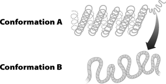<strong>The figure below illustrates two levels of DNA packing in a eukaryotic cell. Conformation B is an enlargement of the area in Conformation A, indicated by the start of the arrow. In which conformation is transcription most likely to occur? </strong> A)Conformation A, because the tight coiling brings regulatory DNA sequences closer together. B)Conformation A, because tight coiling only occurs during cell division, which is when transcription occurs. C)Conformation B, because RNA polymerase can only access regulatory DNA when chromosomes are not condensed. D)Conformation B, because in this conformation, the DNA is completely separated from histones that bind to regulatory DNA sequences preventing transcription.