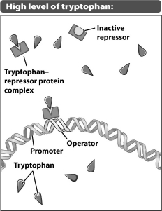 <strong>In the figure below, are the genes that encode the enzymes needed to make tryptophan on or off? </strong> A)The genes are on because the genes involved in tryptophan production are housekeeping genes. B)The genes are on because the complex of tryptophan and repressor protein allows RNA polymerase to bind to the promoter. C)The genes are off because the complex of tryptophan and repressor protein prevents RNA polymerase from interacting with regulatory DNA. D)The genes are off because when tryptophan is plentiful in the environment, RNA polymerase is not made.