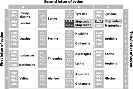 <strong>Use the chart below to determine the chain of amino acids that would be produced by the entire sequence UGUACGAUAGGCUAG. </strong> A)ACAUGCUAUAUCCCG B)ACATGCTATATCCCG C)cysteine-threonine-isoleucine-glycine D)cysteine-threonine-isoleucine-glycine-stop
