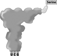 <strong>What is the sequence of the codon that the transfer RNA shown in the figure below would bind to during translation? </strong> A)AGC B)UGC C)TGC D)serine