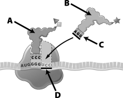 <strong>Which of the lettered arrows in the diagram below of translation indicates a codon? </strong> A)A B)B C)C D)D