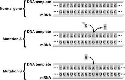 <strong>The figure below depicts a gene and two different ways that gene could be mutated. How does Mutation A differ from Mutation B?</strong> A)Mutation A does not permanently change the sequence of the gene, but Mutation B does. B)Mutation A involves the insertion of a base, whereas Mutation B involves the deletion of a base. C)Mutation A results in a possible change in one amino acid in the protein produced by the gene, but Mutation B affects several amino acids. D)Mutation A can only occur in introns, but Mutation B can occur in both introns and exons.