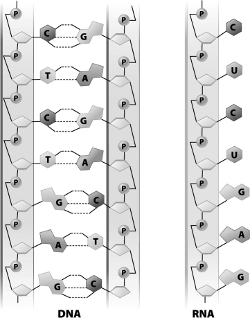 The RNA molecule in the figure below could have been translated from the DNA molecule shown in this figure.