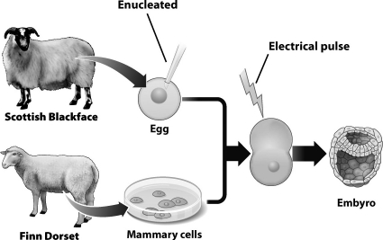 <strong>The nuclear DNA of the embryo that results from the process shown in the diagram below  </strong> A)is identical to the nuclear DNA of the Scottish Blackface sheep. B)is identical to the nuclear DNA of the Finn Dorset sheep. C)is a unique mix of the nuclear DNA from both of the pictured sheep. D)contains one full set of chromosomes from each of the pictured sheep. <div style=padding-top: 35px> 