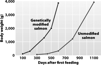 <strong>This graph shows that genetically modified salmon _____ than unmodified salmon.  </strong> A)breed more quickly B)are, at maturity, larger C)grow faster D)do more harm to native insect populations <div style=padding-top: 35px> 