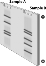 <strong>A sample of the same DNA is placed into each of two test tubes. Each tube is treated with a restriction enzyme and the resulting fragments are separated by gel electrophoresis producing the gel shown in the figure below. Which of the following explains why the pattern of DNA fragments differs in these two samples?  </strong> A)Different restriction enzymes must have been used in the different tubes. B)One tube was heated, but the other tube was not. C)Ligase was added to one of the tubes, but not the other. D)The restriction enzyme added to the tubes cut DNA at more than one sequence. <div style=padding-top: 35px> 