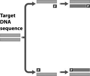 The figure below shows the first cycle in polymerase chain reaction (PCR). What is the role of the structure marked P in this figure?