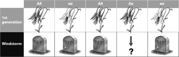 <strong>During a windstorm, a tree falls on the population of wildflowers shown in the figure below. Most of the flowers die (as indicated by the tombstones in the second row). The survivors go on to reproduce. What will the next generation of this wildflower population look like? </strong> A)Half of the flowers will be gray and the other half will be white. B)All of the flowers will be white. C)All of the flowers will be gray. D)Three quarters of the flowers will be gray and one-quarter will be white.