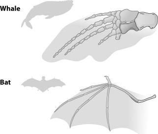 <strong>The following diagram shows the bone structure of a whale flipper and a bat wing. Which of the following suggests that these two structures are homologous rather than analogous? </strong> A)Both the flipper and the wing contain five fingerlike bone projections. B)The flipper is formed from the entire front appendage of the whale, but the wing is only formed from the hand part of the front appendage of the bat. C)The bones that form the five fingerlike projections in the flipper have much thicker bones than the bones that form these projections in the bat. D)The flipper of the whale contains more bones than the wing of the bat.