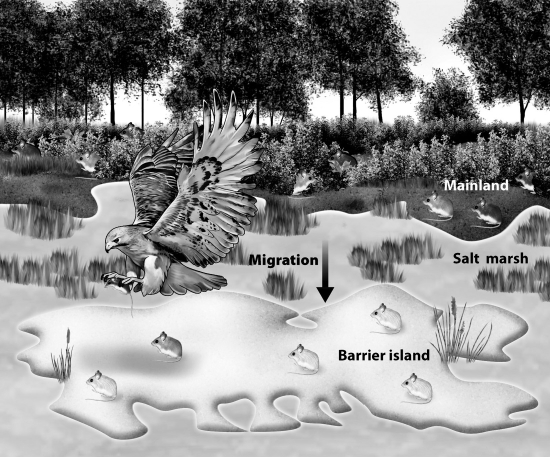Based on the diagram below, you would predict that the allele for dark-colored mice would become more common over time in the barrier island mouse population.