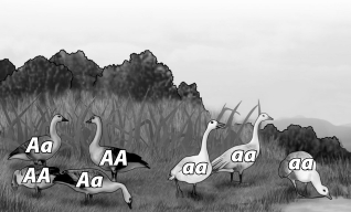 The geese shown in the figure below are all members of the same population. What is the genotype frequency of AA?