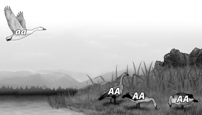 <strong>In the figure below, the flying bird moves permanently into the population shown on land. As a result, the allele frequency of A in the population changes from  </strong> A)1 to 0.75. B)0 to 0.25. C)0 to 0.75. D)1 to 0.25. <div style=padding-top: 35px> 