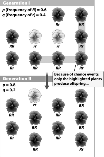 According to the figure below, the r allele is less frequent in generation II of this flower population. The frequency of r decreases in this population because