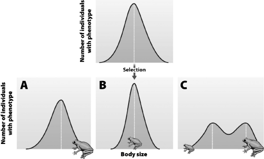 <strong>The bell-shaped curve at the top of the figure below shows the distribution of a phenotype in a population at the start of an experiment. The three graphs (lettered A-C)beneath predict what the distribution will look like if a certain type of selection occurs. Which graph represents what the phenotypic distribution will look like if the population undergoes stabilizing selection?  </strong> A)Graph A B)Graph B C)Graph C D)These graphs all show natural selection, but none show stabilizing selection. <div style=padding-top: 35px> 