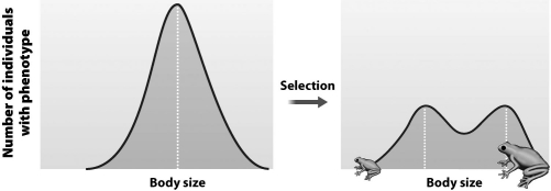 If the phenotypic distribution of a population starts out as shown in the graph on the left and ends as shown in the graph on the right, you can conclude that the population is undergoing directional selection.  <div style=padding-top: 35px> 