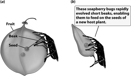 <strong>The soapberry bugs shown in the figure below adapted to a change in food source in as fast as 30 years. For evolution to occur this quickly  </strong> A)alleles for shorter beaks must have been present in the soapberry bug population before its food source changed. B)the soapberry bugs must have mutated their beak length genes when they ran out of food. C)the life cycle of the soapberry bug (time from egg hatching to reproductive age) must be very long. D)soapberry bugs must have had several other food sources besides the fruit they normally ate. <div style=padding-top: 35px> 