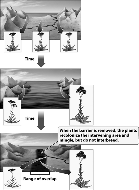 <strong>Why have the two plant populations depicted in the diagram below become so different in the time they were separated by the ocean?  </strong> A)Founder's effect; a small group of individuals carrying only the tall allele established a new population on the right side of the ocean. B)The amount of gene flow between the two populations increased when the ocean separated the plants, so mutations moved from one population to another. C)When sea levels rose, it killed all of the plants on the right side of the figure. A new species evolved from another plant species already existing in the mountains on the right. D)The separated populations adapted to the different environments on each side of the ocean and became reproductively isolated. <div style=padding-top: 35px> 