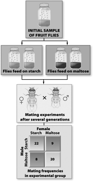 In the figure below, two populations of one species of fruit flies were raised for several generations on different nutrients (starch and maltose). Then the members of the two populations were reintroduced and the mating frequencies of flies from the two different populations were recorded. Which of the following is true?