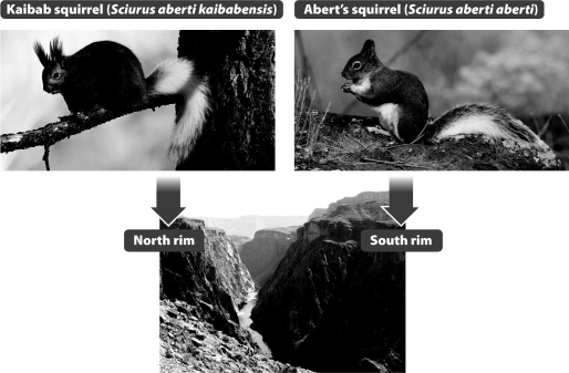 The two squirrel species shown in the figure below arose from the same ancestor. The Kaibab squirrel lives on the north rim of the Grand Canyon and Albert's squirrel lives on the south rim. Which is the most likely explanation for their speciation?