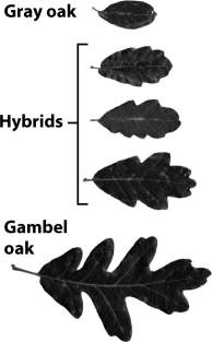Some species, like the gray oak and the Gambel oak, hybridize to create fertile offspring, but remain phenotypically distinct as shown by the leaves in the image below. As a result, they are considered different species.  <div style=padding-top: 35px> 