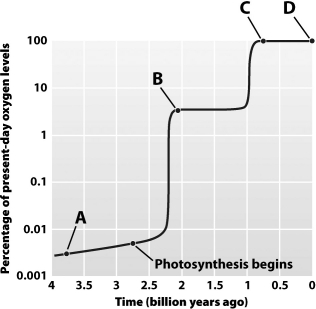At which labeled point in the graph below are the first eukaryotes thought to have evolved?
