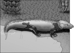 <strong>The leg bones of the first tetrapod (shown in the diagram below)are hypothesized to have evolved from bones in the  </strong> A)legs of an amphibian. B)wings of a bird. C)fins of an aquatic mammal. D)fins of a fish. <div style=padding-top: 35px> 