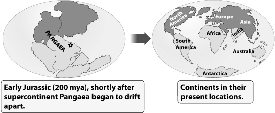 <strong>During the time of Pangaea, an ancestor of modern crocodiles inhabited the region marked by the star in this map (left in the figure below).   Where would you expect to find fossils of this animal today (the map on the right)?</strong> A)Northern Hemisphere B)on every continent C)Africa D)Antarctica <div style=padding-top: 35px> 