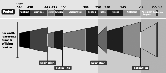<strong>The figure below shows the number of living taxonomic families that existed on Earth during the last 540 million years. The sudden decreases in family numbers at 445, 360, 250, 200, and 65 million years ago represent Earth's five mass extinction events. Based on this data, which mass extinction had the biggest impact on the overall diversity of life on Earth?  </strong> A)200 million years ago B)250 million years ago C)360 million years ago D)445 million years ago <div style=padding-top: 35px> 