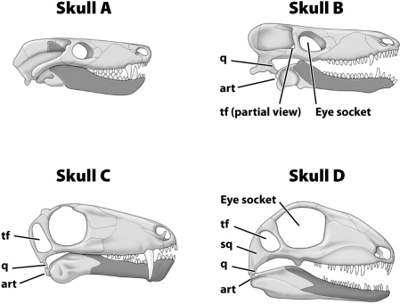 <strong>Which of these skulls below belongs to a mammal?  </strong> A)Skull A B)Skull B C)Skull C D)Skull D <div style=padding-top: 35px> 