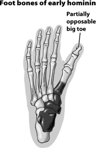 <strong>What does the positioning of the toe indicated by the arrow in this figure suggest about the owner of this fossil hominid foot?  </strong> A)This hominid probably spent all of its time climbing through trees. B)This hominid was a hybrid produced from the mating of a Neandertal and an archaic human. C)This hominid has a partially opposable toe. It probably walked upright and spent some time in trees. D)This hominid was a member of an extinct line of human evolution that lived exclusively in water. It was probably the source of the myth of the mermaid. <div style=padding-top: 35px> 
