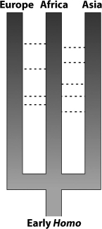 <strong>Examine the diagrammatic representation below of the multiregional hypothesis for the origin of modern humans. If this hypothesis is valid, what allowed all three hominid groups to develop into one species despite their different geographical locations?  </strong> A)gene flow B)genetic drift C)adaptive radiation D)plate tectonics <div style=padding-top: 35px> 
