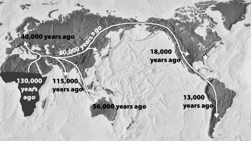 <strong>In the figure below, the arrows on the map indicate a hypothesis regarding the movement of modern human populations throughout the world.   In 2004, a set of human tools dated to 50,000 years old was found at the location of the star on the map (the southeast United States). If the age of these tools is correct, which of the following is true?</strong> A)This discovery disproves the out-of-Africa hypothesis. B)This discovery confirms the multiregional hypothesis. C)This discovery suggests that modern humans evolved in North America rather than Africa. D)This discovery suggests that the human colonization occurred at a much faster rate than previously hypothesized by scientists. <div style=padding-top: 35px> 